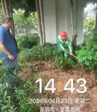 深圳龙华城管回应“暴雨天浇花”